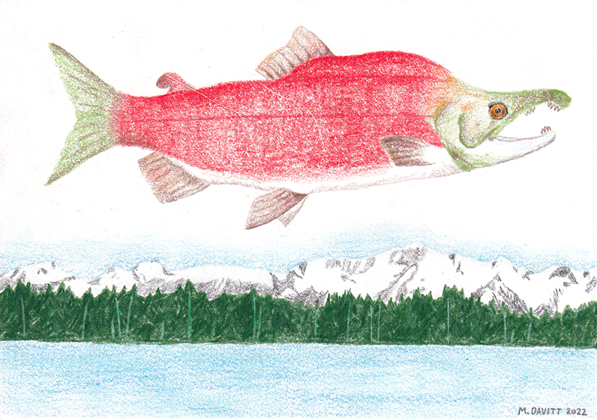 Salmon drawing