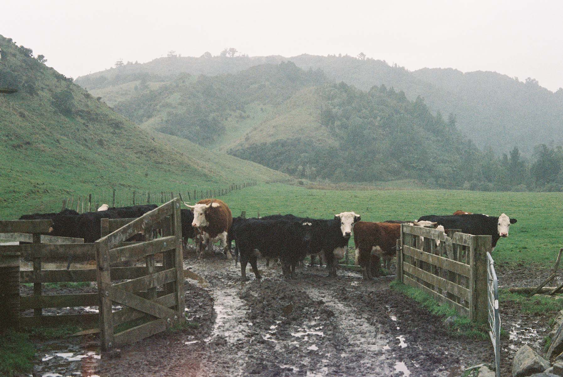 Cattle at Maungakotukutuku