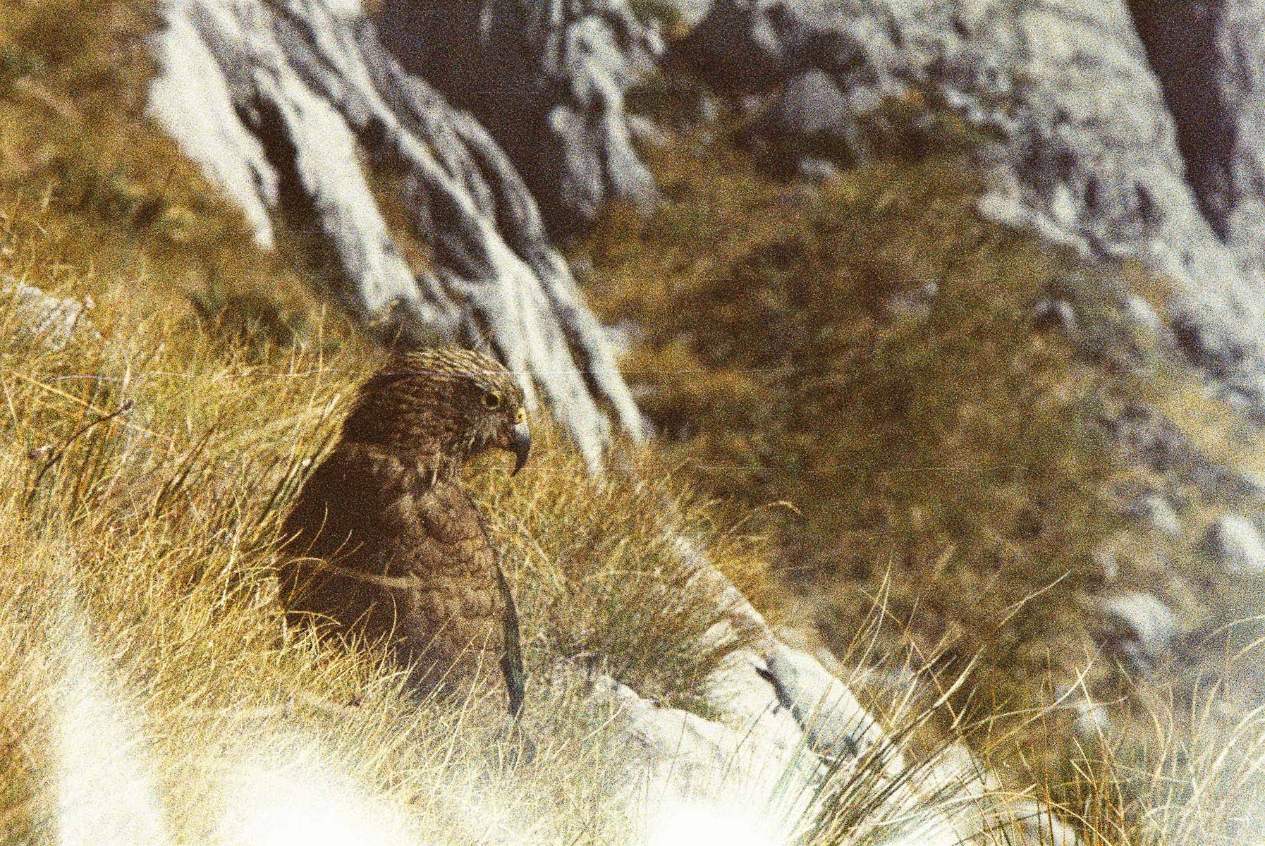 Kea