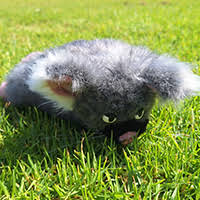 possum thumbnail