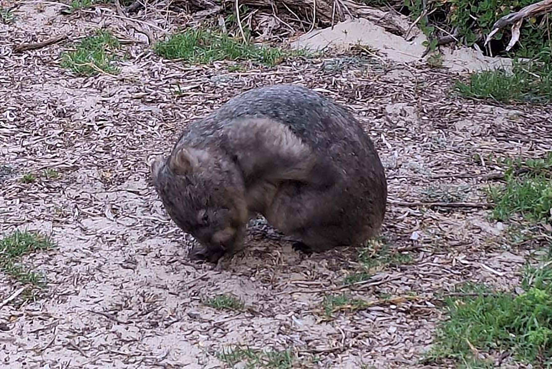 Wombat grazing