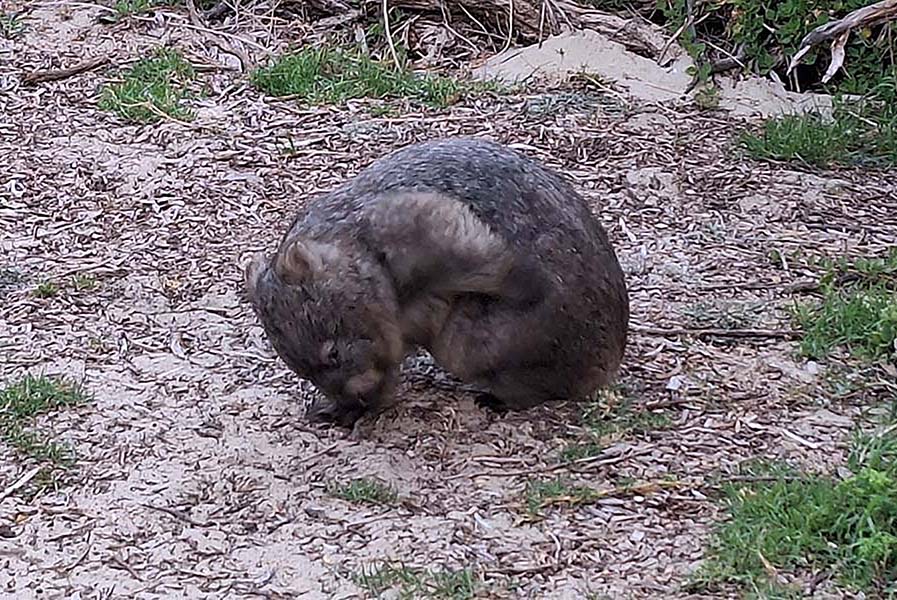 Wombat grazing