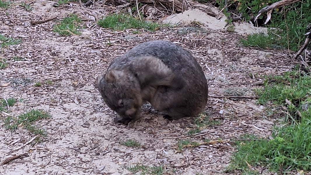 Wombat grazing