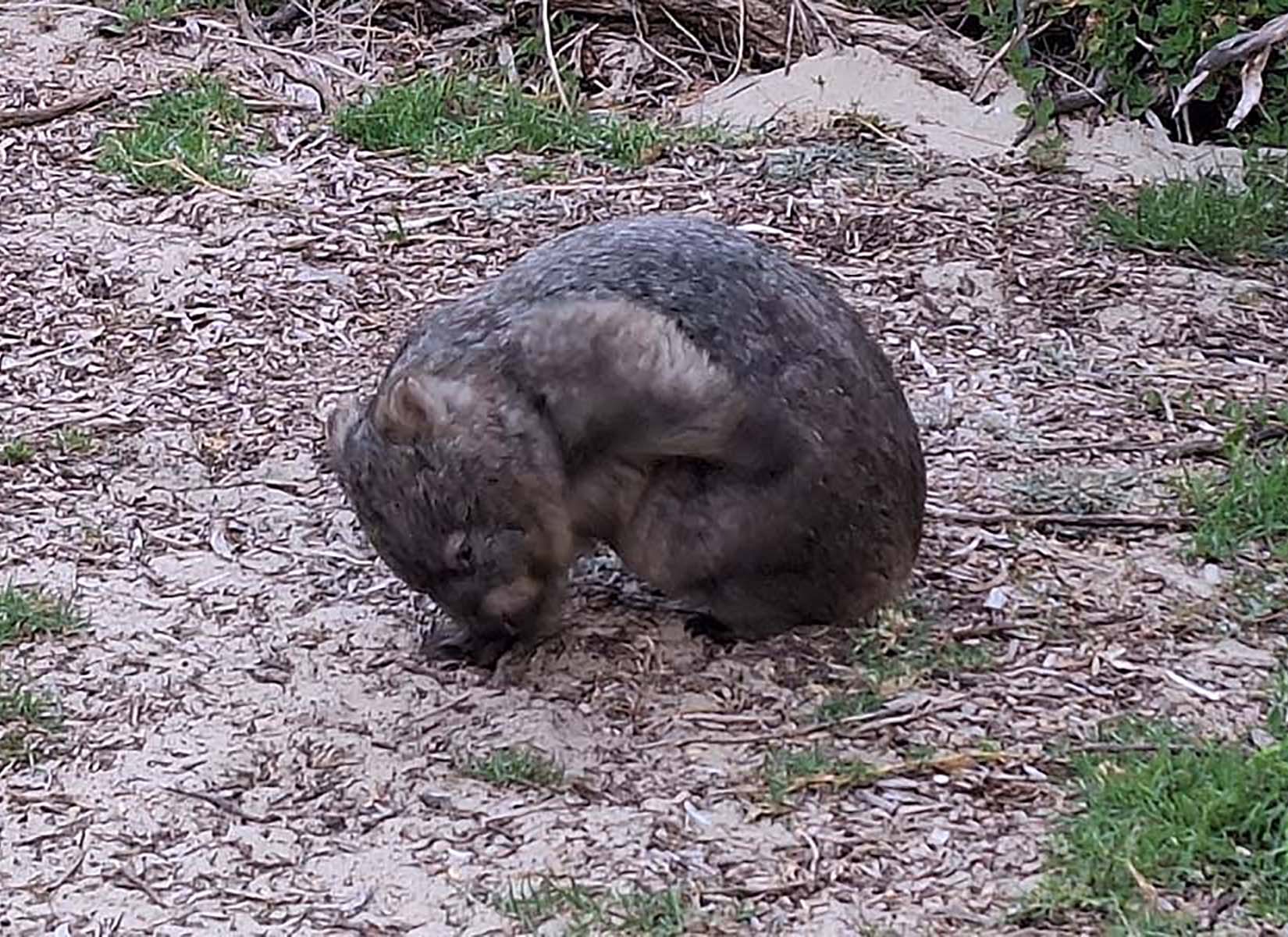 Wombat grazing