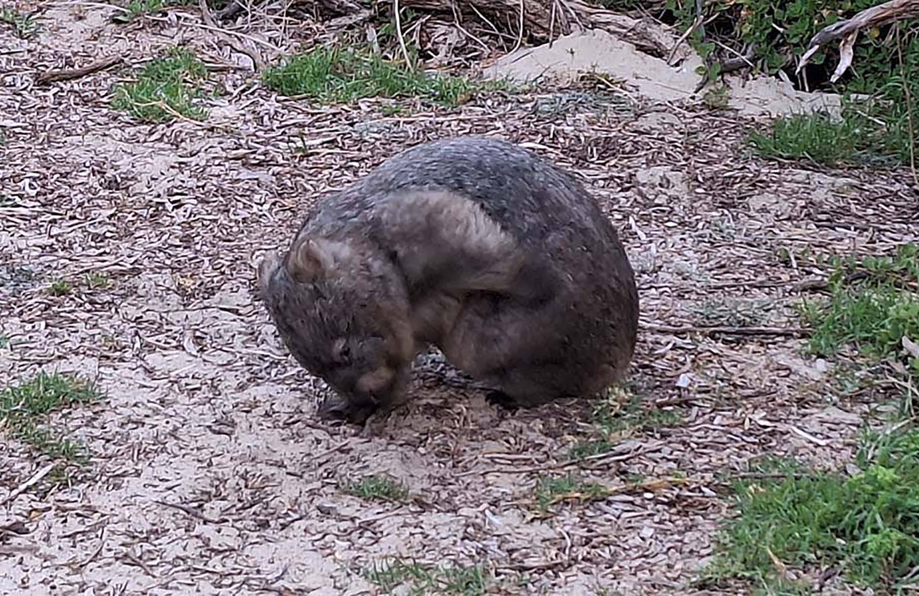 Wombat grazing