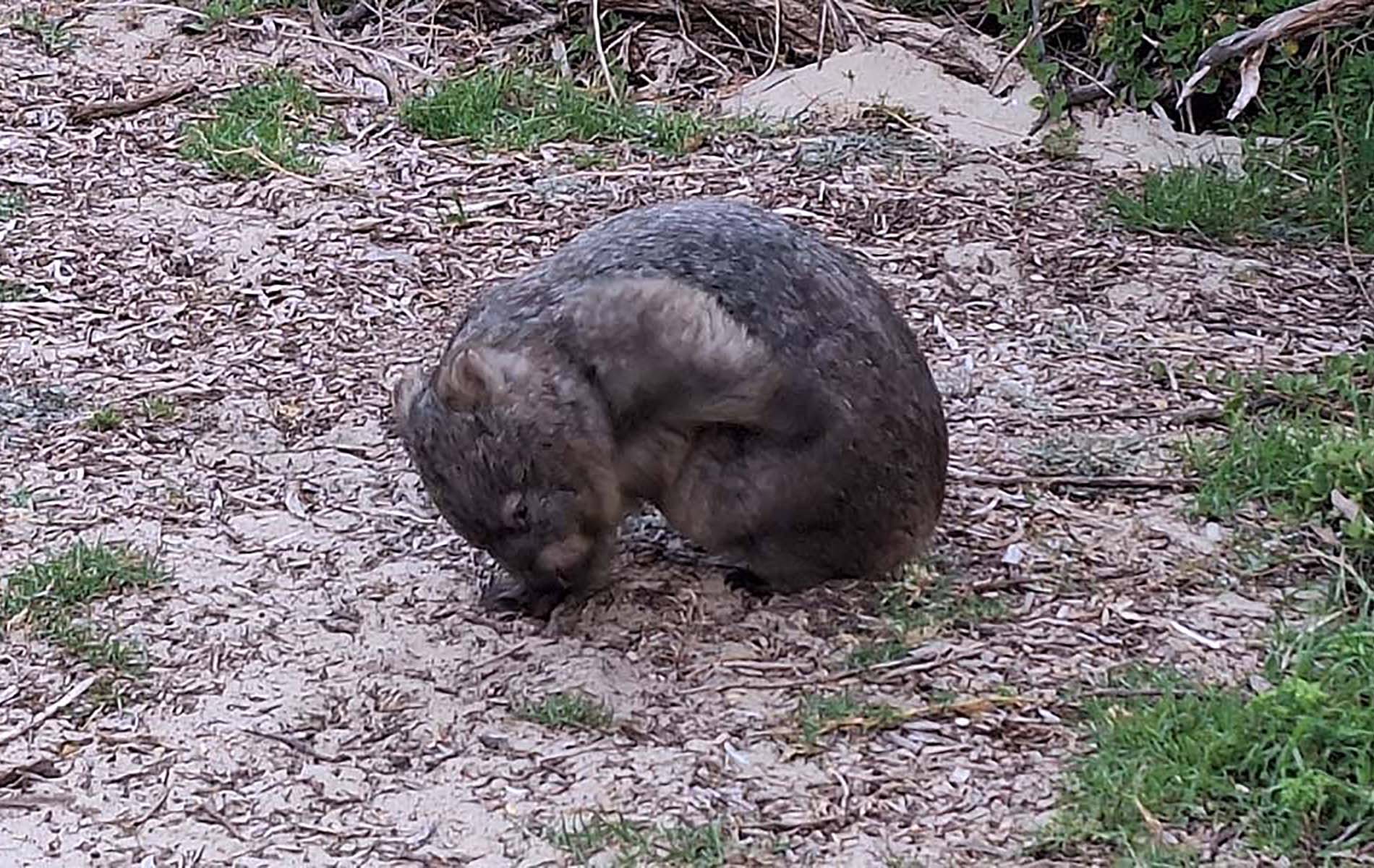 Wombat grazing