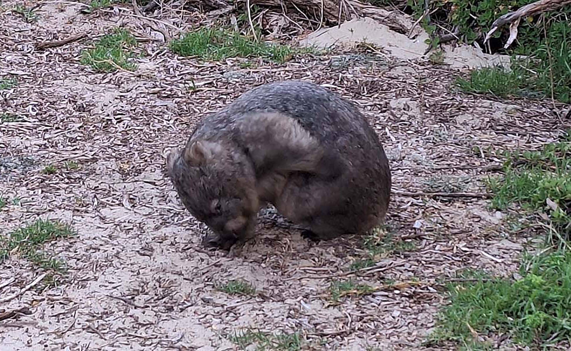 Wombat grazing