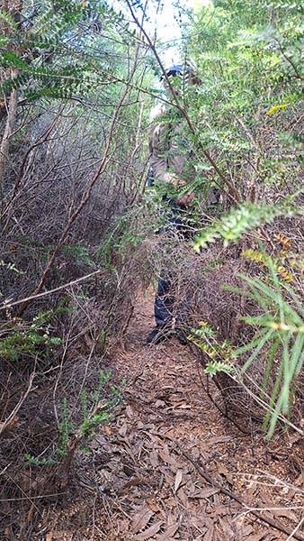 Head-high scrub on the Mount Margaret Track