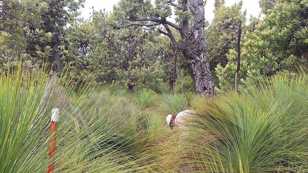 Track through the banksia forest
