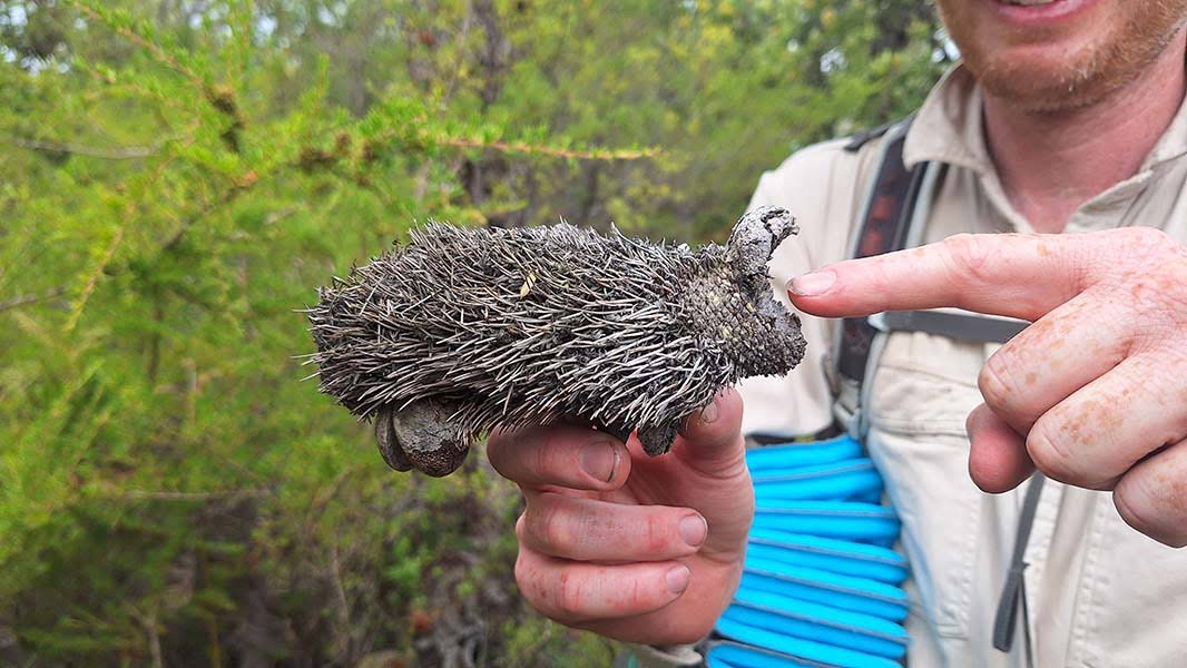 Banksia cone shaped like a hippo with mouth open