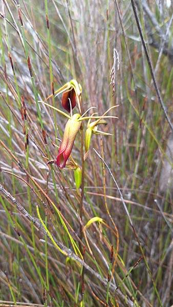 Large tongue orchid (Cryptostylis subulata)