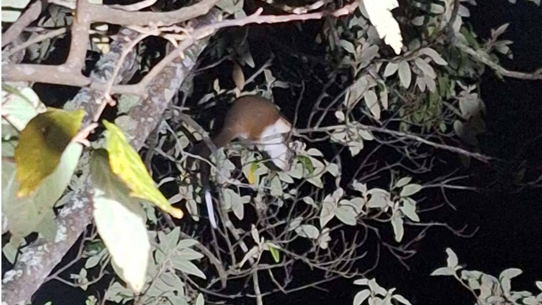 Ringtail possum in a tree