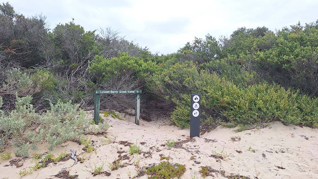 Overgrown track leaving the beach
