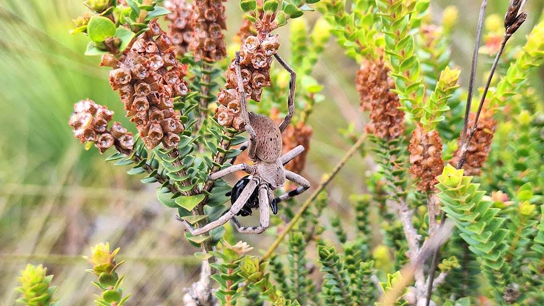 Tasmanian football spider