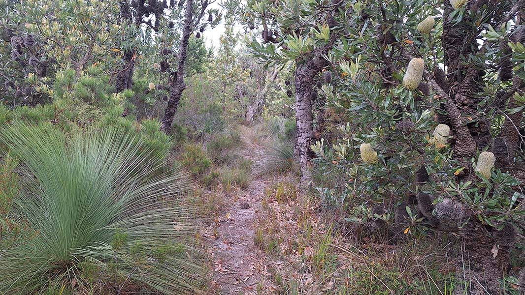 Track through banksia forest